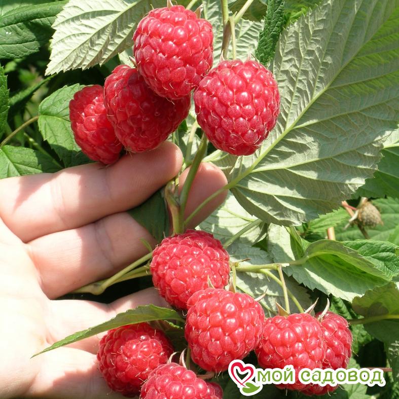 Малина Ковичен