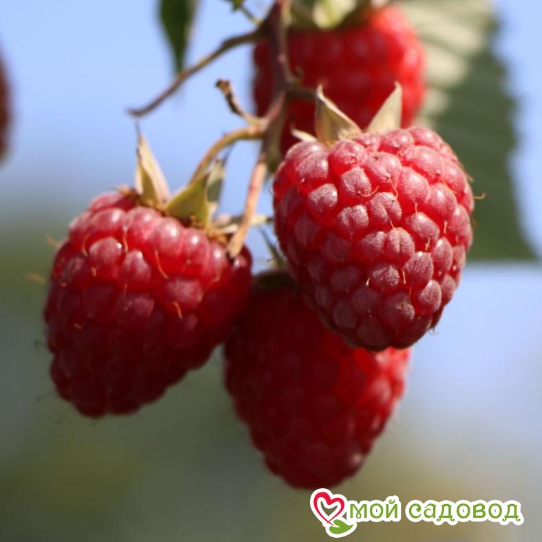 Малина Октавия ЗКС