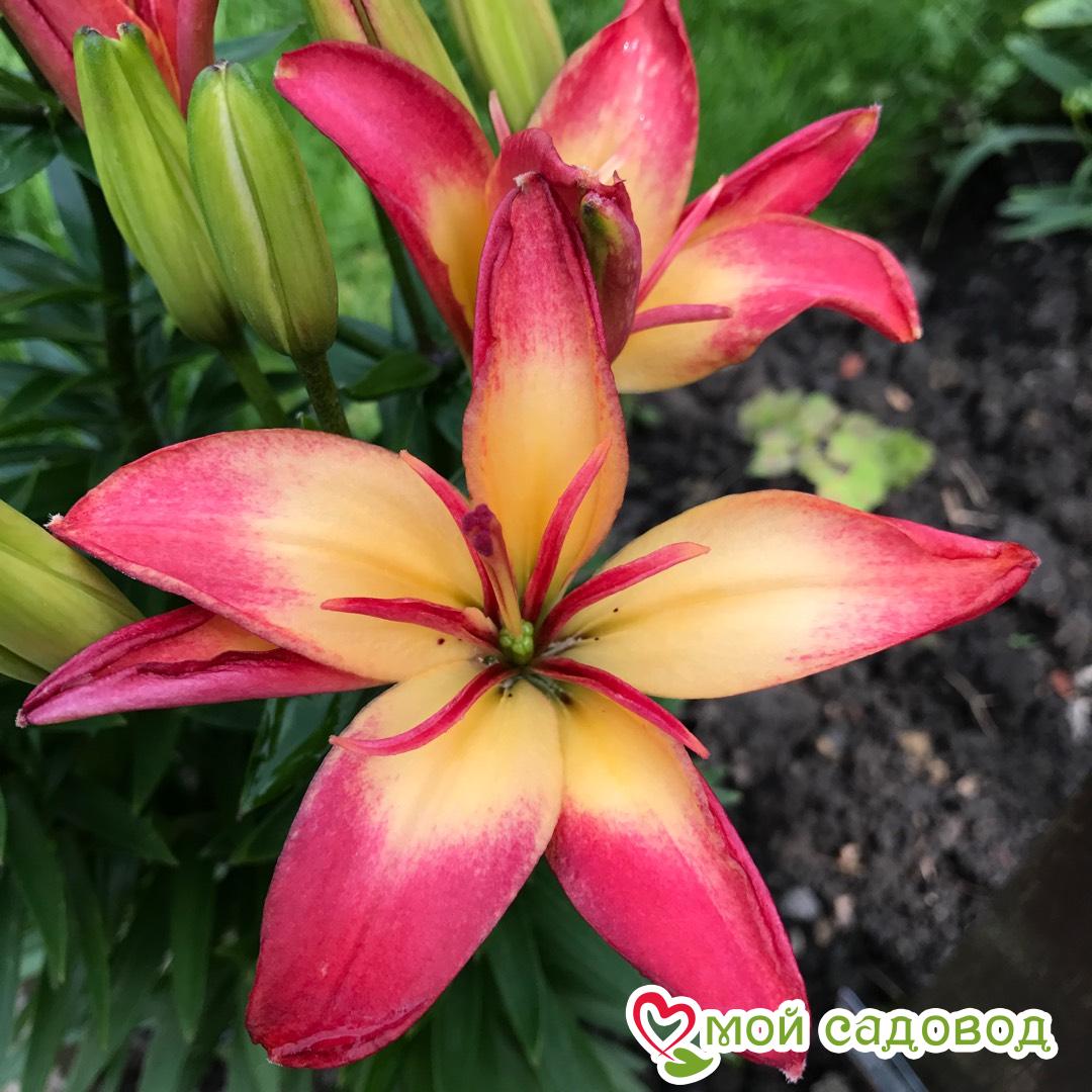 Лилия азиатская Хатстрингс