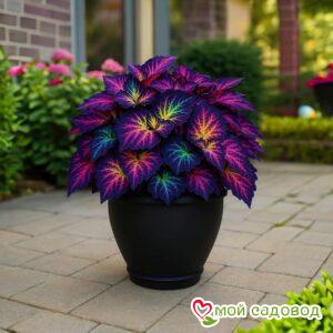 Хоста Фрости Блю